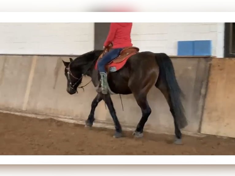 Poni alemán Mestizo Caballo castrado 9 años 149 cm Castaño oscuro in Rehlingen-Siersburg