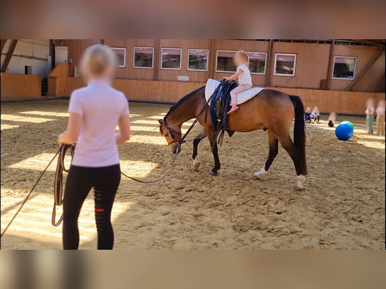 Poni alemán Caballo castrado 9 años 150 cm Bayo in Wilnsdorf