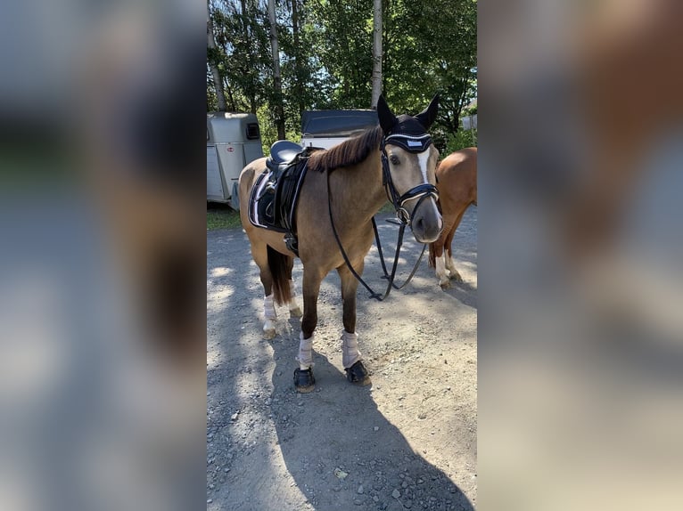 Poni alemán Caballo castrado 9 años 150 cm Bayo in Wilnsdorf