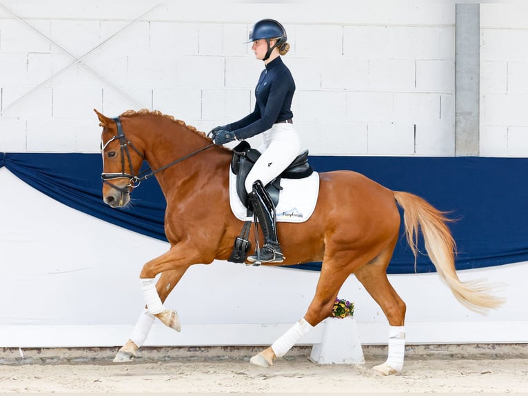Poni alemán Caballo castrado 9 años 153 cm Alazán in Marsberg