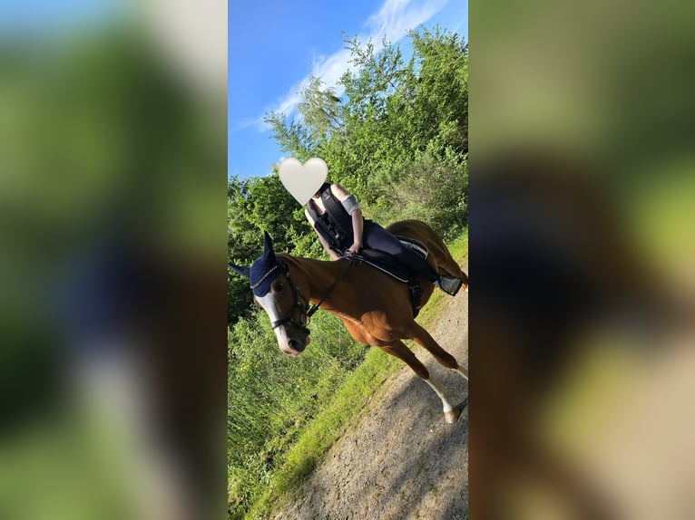 Poni alemán Caballo castrado 9 años 154 cm Alazán in Biedenkopf