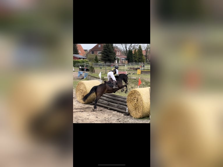 Poni alemán Caballo castrado 9 años 155 cm Castaño oscuro in Osterholz-Scharmbeck