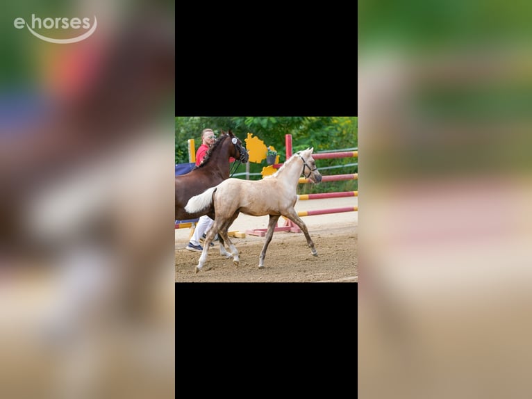 Poni alemán Desconocido Potro (04/2026) Palomino in Sieggraben