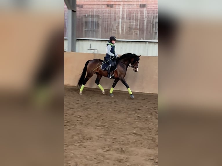 Poni alemán Semental 10 años 147 cm Castaño in Udestedt