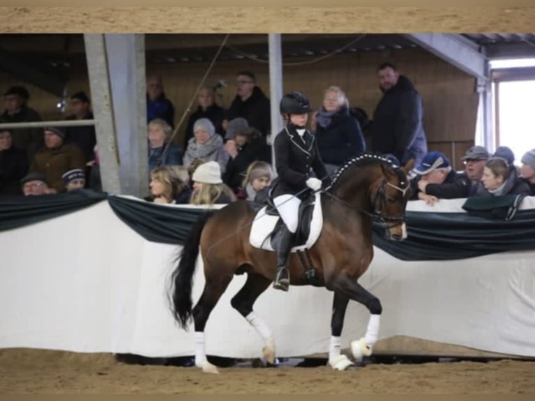 Poni alemán Semental 10 años 147 cm Castaño in Udestedt