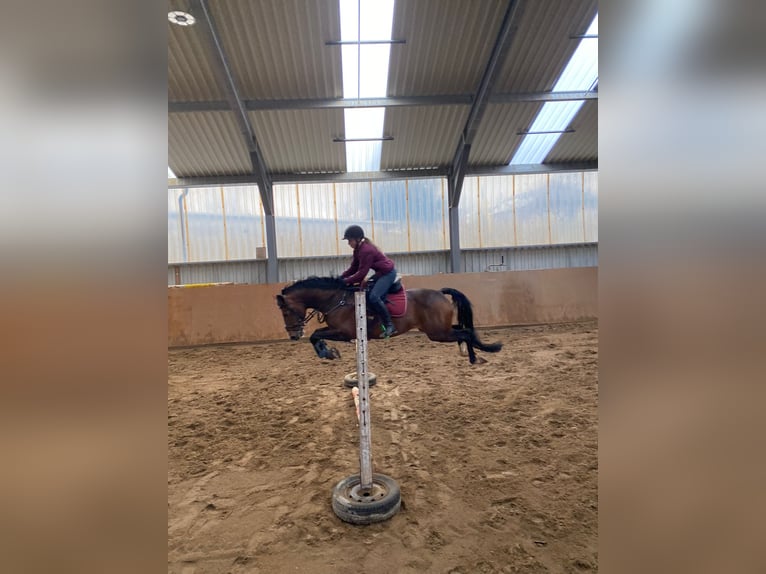 Poni alemán Semental 10 años 147 cm Castaño in Udestedt