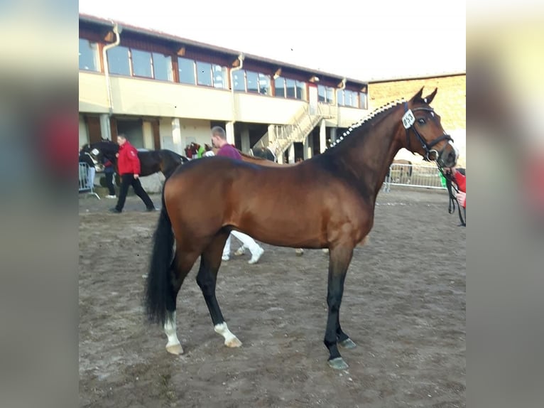 Poni alemán Semental 10 años 147 cm Castaño in Udestedt