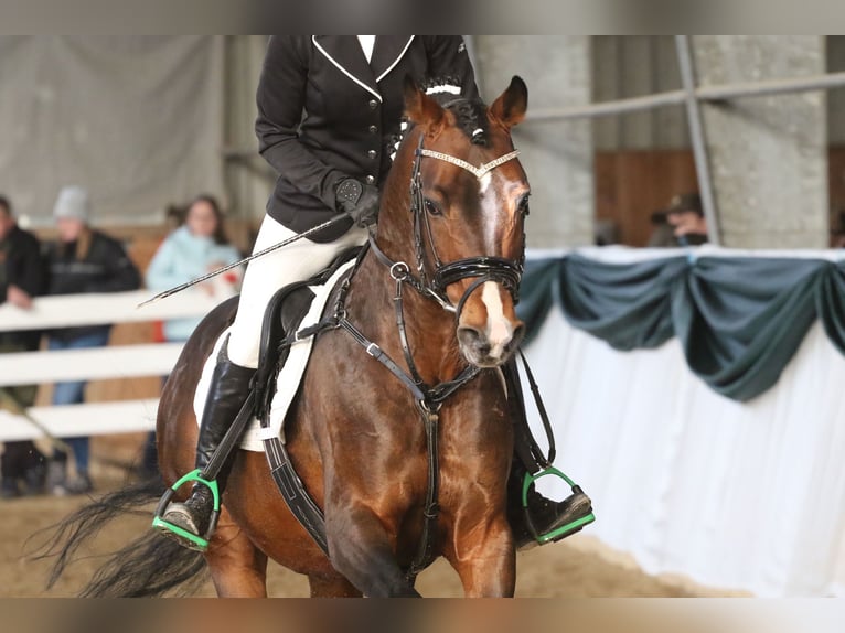 Poni alemán Semental 10 años 147 cm Castaño in Udestedt
