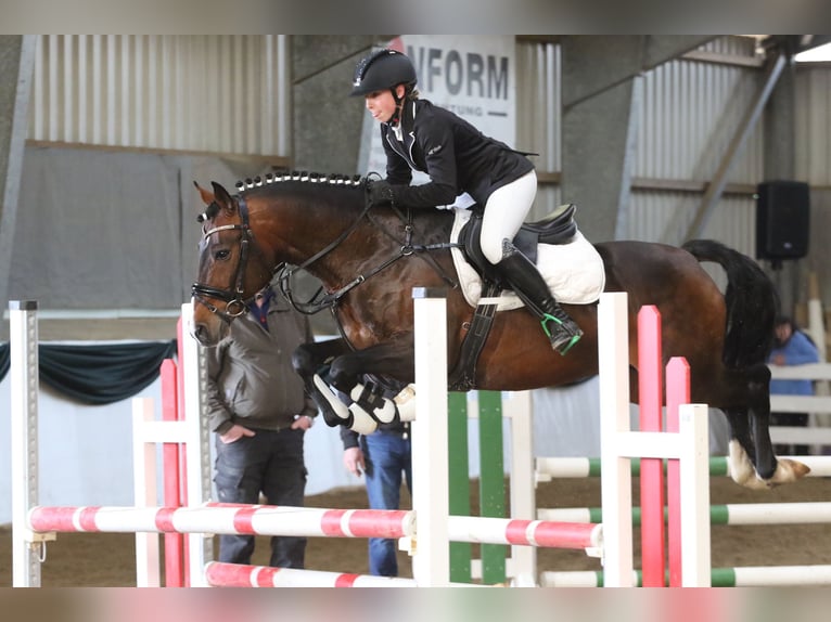 Poni alemán Semental 10 años 147 cm Castaño in Udestedt