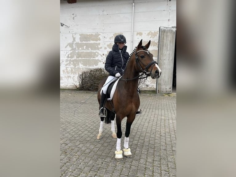 Poni alemán Semental 10 años 147 cm Castaño in Udestedt