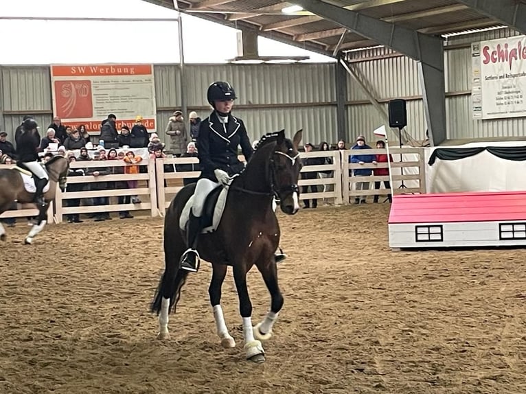 Poni alemán Semental 10 años 147 cm Castaño in Udestedt