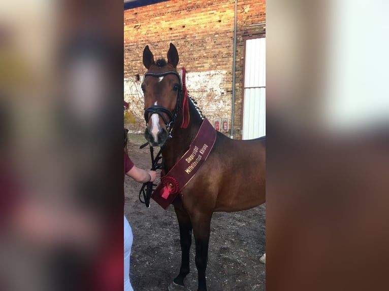 Poni alemán Semental 10 años 147 cm Castaño in Udestedt