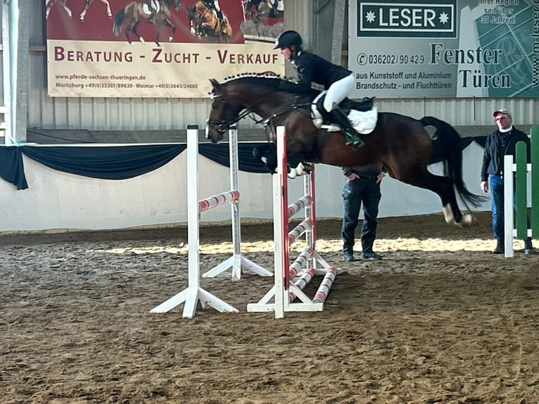 Poni alemán Semental 10 años 147 cm Castaño in Udestedt