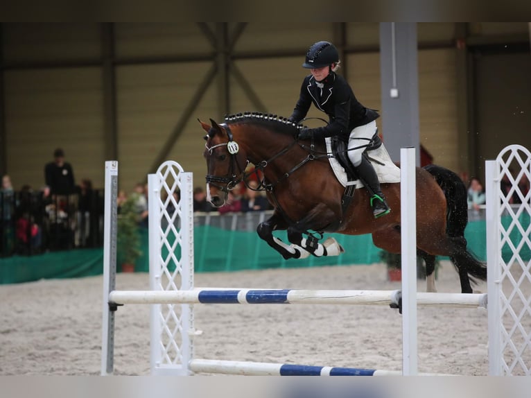 Poni alemán Semental 10 años 147 cm Castaño in Udestedt