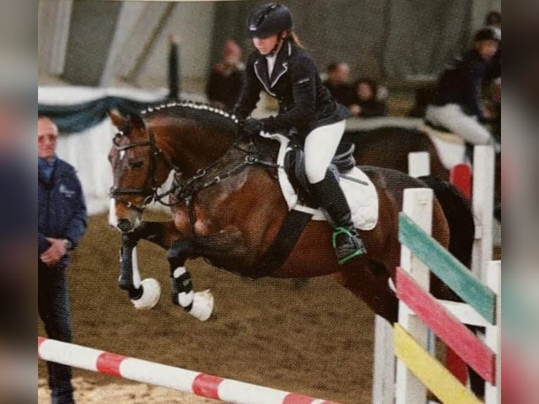 Poni alemán Semental 10 años 147 cm Castaño in Udestedt