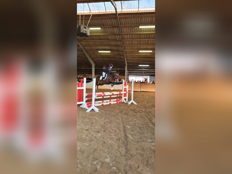 Poni alemán Semental 10 años 147 cm Castaño in Udestedt