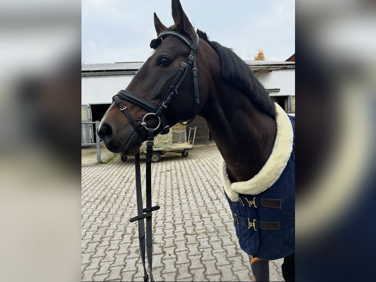 Poni alemán Semental 10 años 148 cm Castaño oscuro in Karlsbad