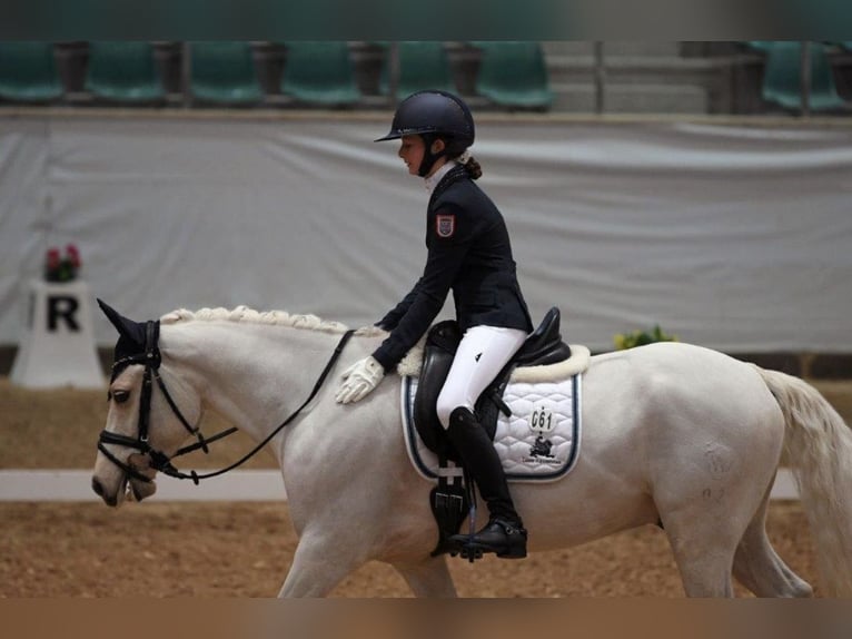 Poni alemán Semental 11 años 148 cm Palomino in Edermünde