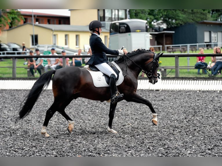 Poni alemán Semental 13 años 147 cm Castaño oscuro in Zörbig