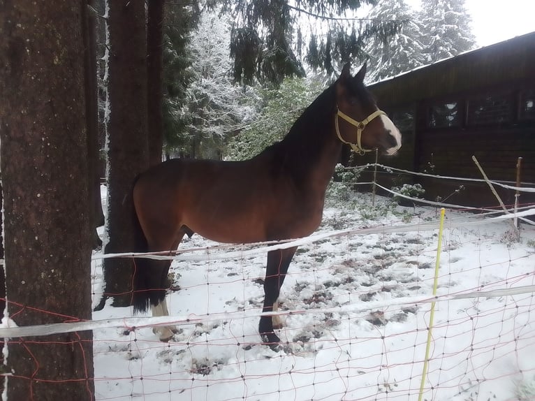 Poni alemán Semental 13 años 150 cm Castaño in Sankt Englmar