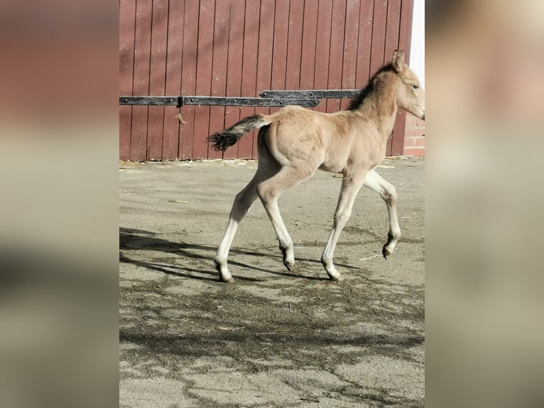 Poni alemán Semental 14 años 147 cm Palomino in Vienenburg