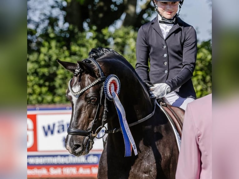 Poni alemán Semental 17 años 146 cm Morcillo in Ahrensburg