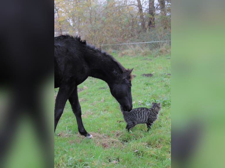 Poni alemán Semental 1 año 118 cm Castaño oscuro in Neustadt dosse