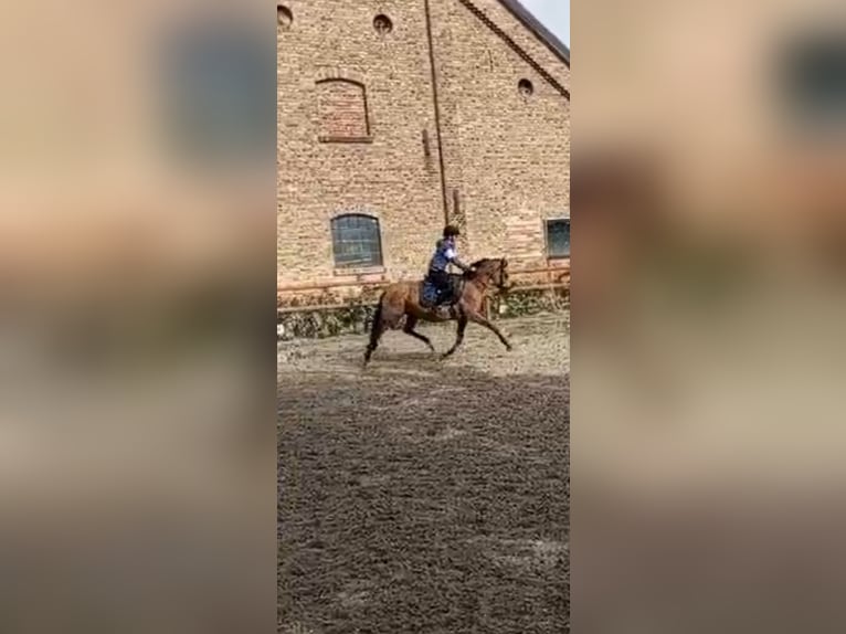 Poni alemán Semental 1 año 120 cm Palomino in Wolfenbüttel