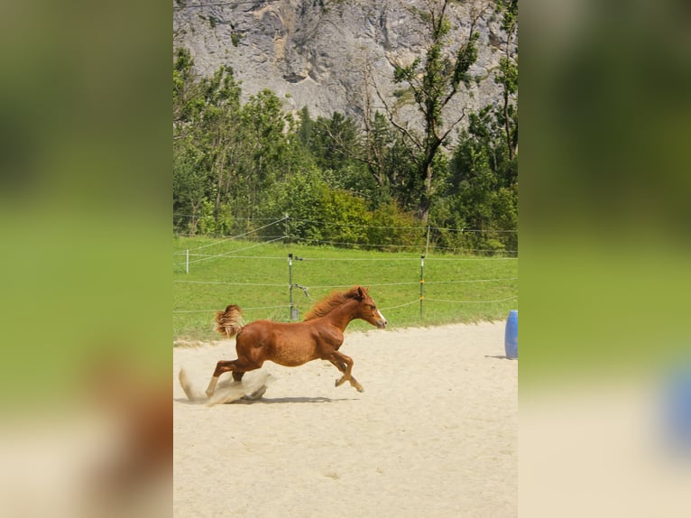 Poni alemán Mestizo Semental 1 año 125 cm Alazán in Nassereith