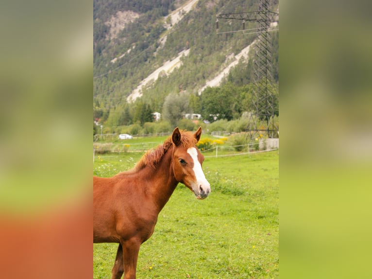 Poni alemán Mestizo Semental 1 año 125 cm Alazán in Nassereith
