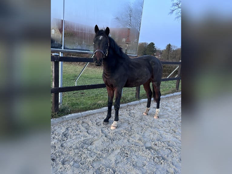 Poni alemán Semental 1 año 143 cm Castaño oscuro in Herleshausen