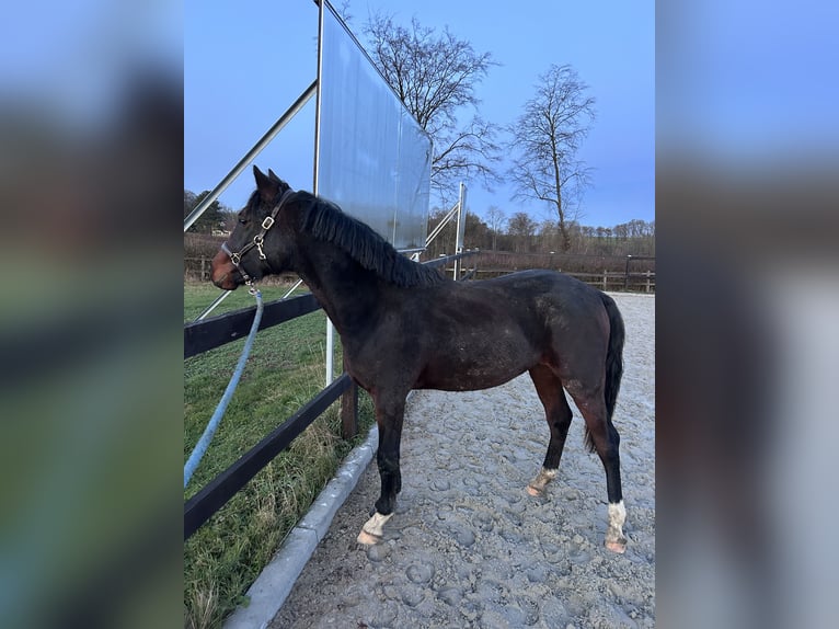 Poni alemán Semental 1 año 143 cm Castaño oscuro in Herleshausen