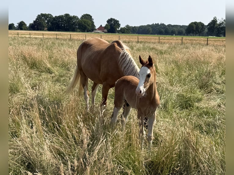Poni alemán Semental 1 año 145 cm Alazán in Dötlingen