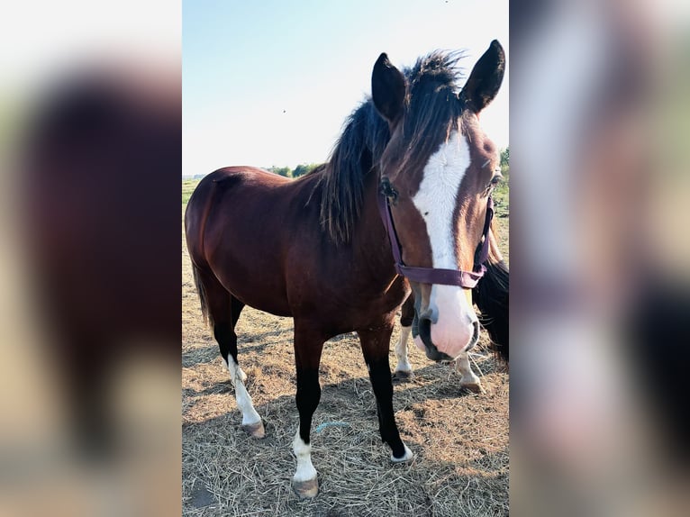 Poni alemán Mestizo Semental 1 año 145 cm Castaño in Grimma