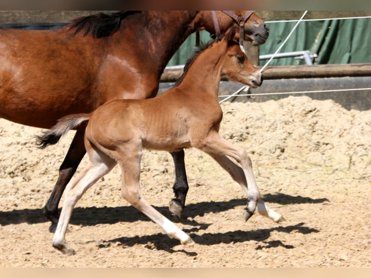 Poni alemán Semental 1 año 146 cm Castaño in Kutenholz