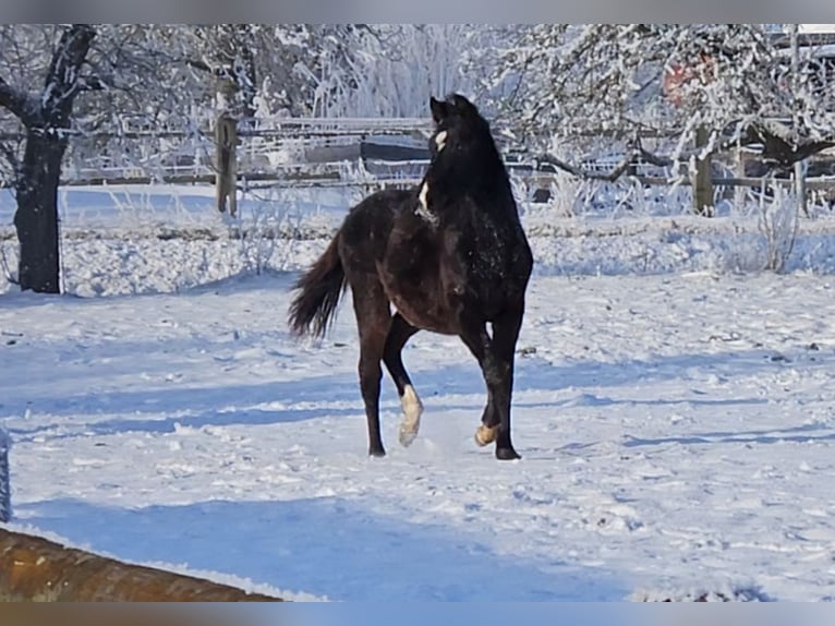 Poni alemán Semental 1 año 146 cm Castaño oscuro in Osterbruch