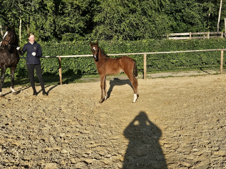 Poni alemán Semental 1 año 146 cm Castaño oscuro in Osterbruch