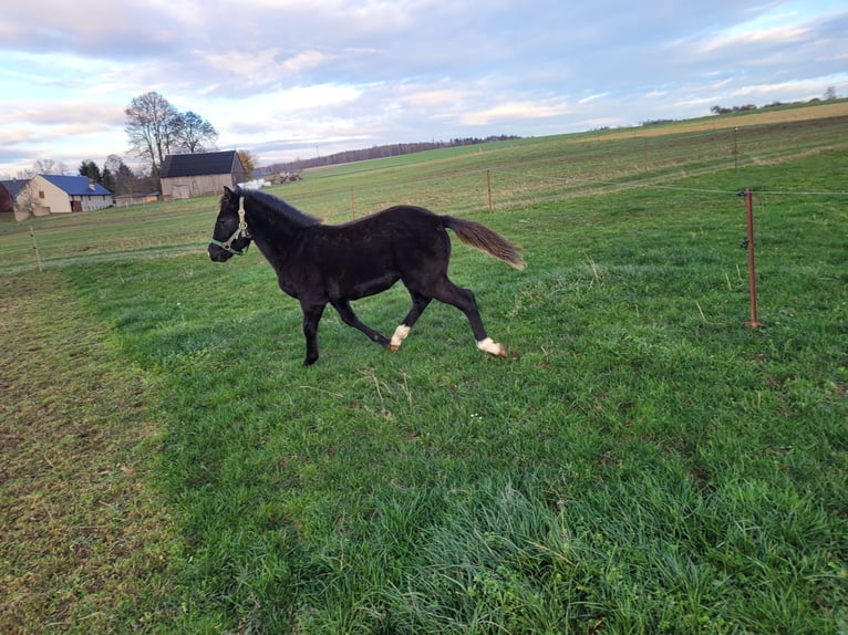 Poni alemán Semental 1 año 146 cm Castaño oscuro in Schneidenbach