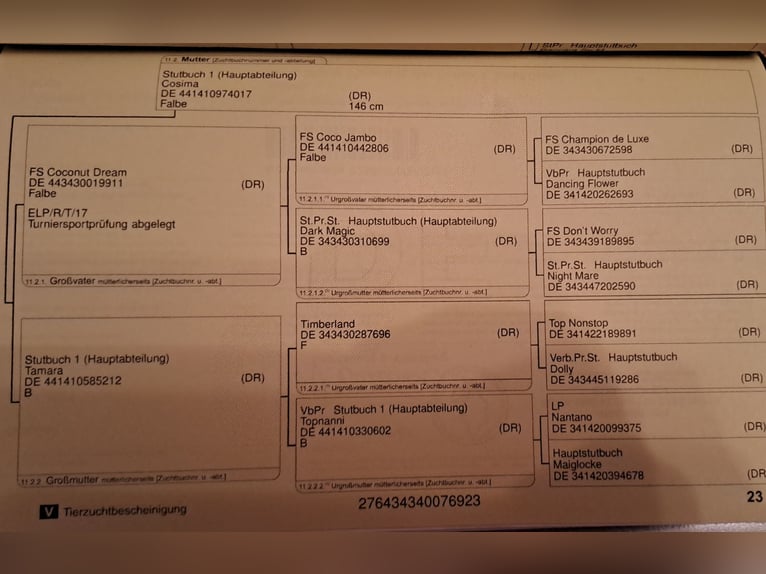 Poni alemán Semental 1 año 146 cm Perlino in Sömmerda OT Schillingstedt