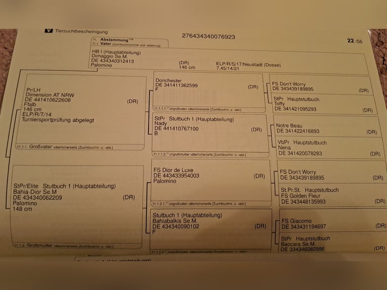 Poni alemán Semental 1 año 146 cm Perlino in Sömmerda OT Schillingstedt