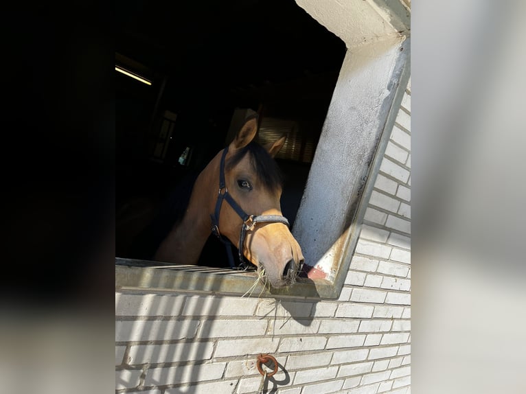 Poni alemán Semental 1 año 147 cm Buckskin/Bayo in Hemsbünde