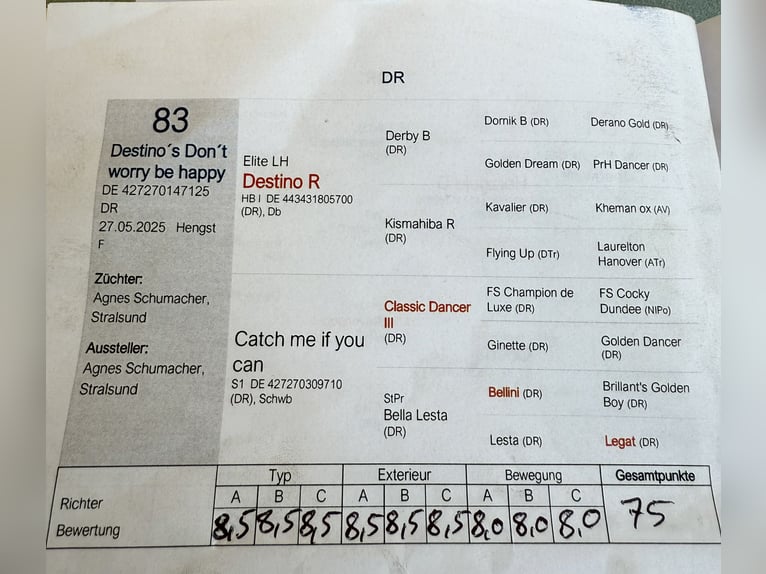 Poni alemán Semental 1 año 148 cm Alazán in Stralsund