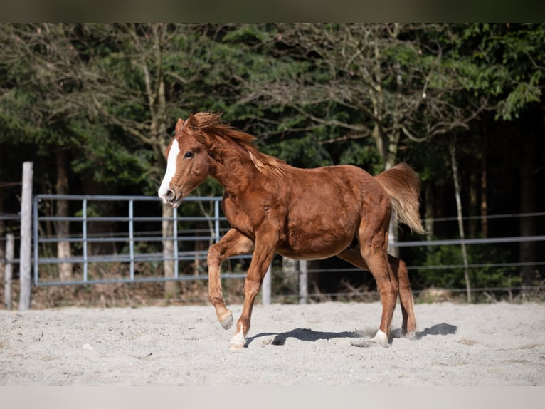 Poni alemán Semental 1 año 148 cm Alazán in Heimenkirch