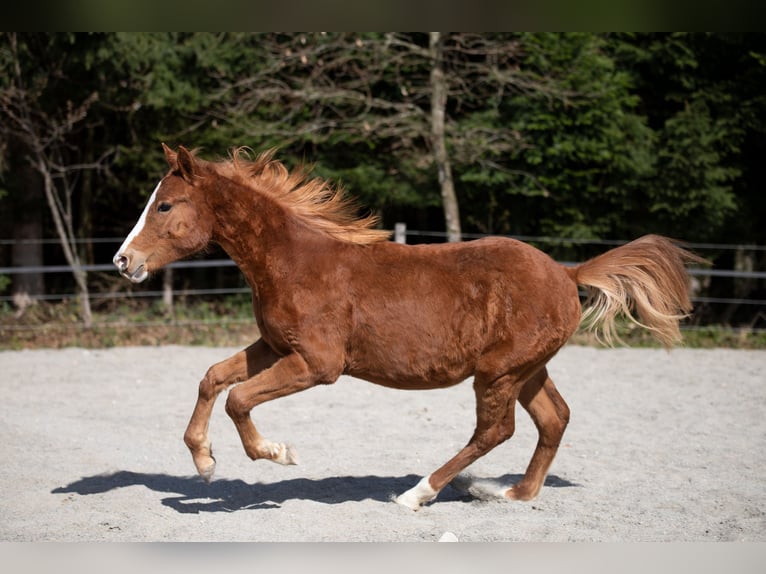 Poni alemán Semental 1 año 148 cm Alazán in Heimenkirch