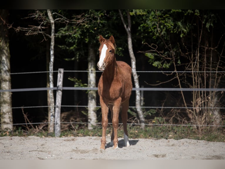Poni alemán Semental 1 año 148 cm Alazán in Heimenkirch