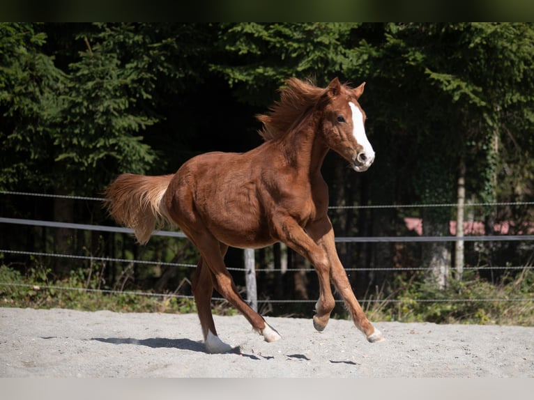 Poni alemán Semental 1 año 148 cm Alazán in Heimenkirch