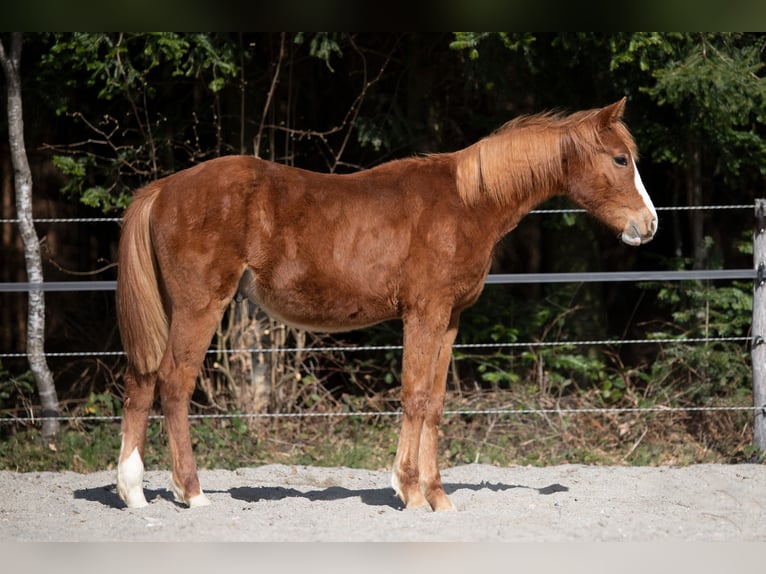 Poni alemán Semental 1 año 148 cm Alazán in Heimenkirch