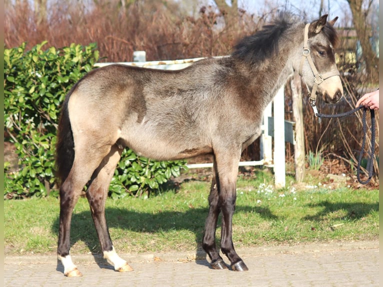 Poni alemán Semental 1 año 148 cm Buckskin/Bayo in Selsingen