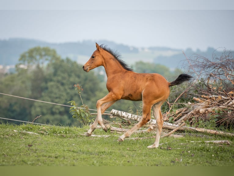 Poni alemán Semental 1 año 148 cm Castaño claro in Manning