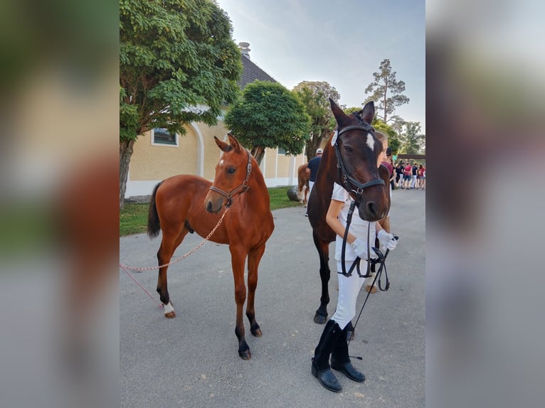 Poni alemán Semental 1 año 148 cm Castaño claro in Manning